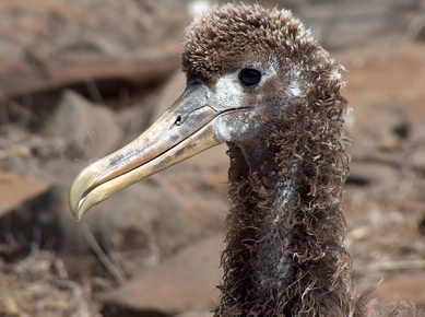 Equateur - Iles Galapagos