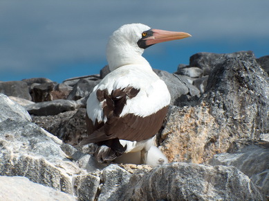 Equateur - Iles Galapagos