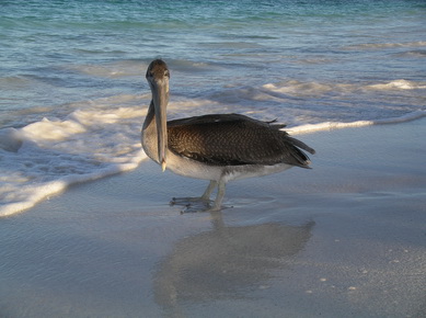 Equateur - Iles Galapagos