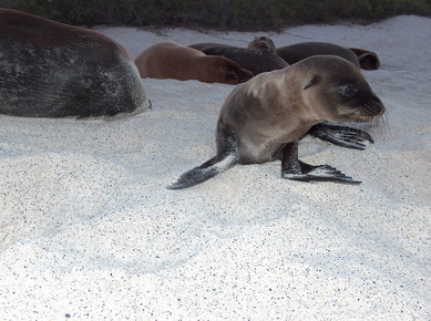 Equateur - Iles Galapagos