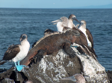 Equateur - Iles Galapagos