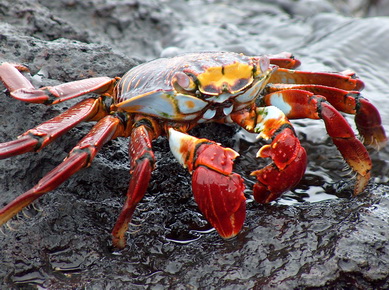 Equateur - Iles Galapagos