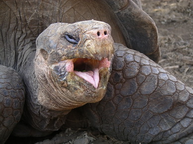 Equateur - Iles Galapagos