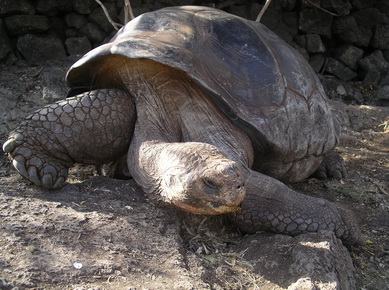 Equateur - Iles Galapagos