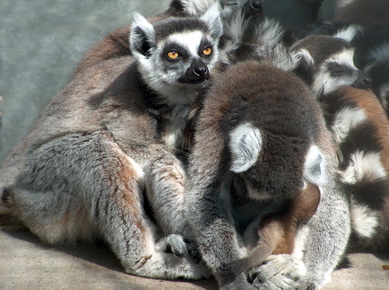 Chine - Zoo de Pékin