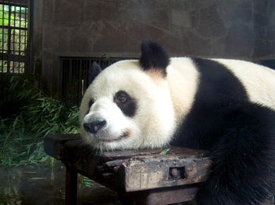 Chine - Reserve des pandas géants de Chengdu