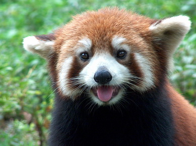Chine - Reserve des pandas géants de Chengdu