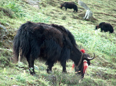 Tibet - Yak vers le monastère de Ganden