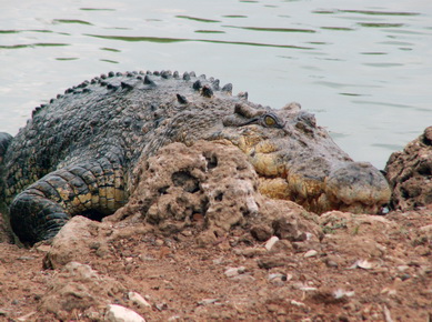 Australie - Adelaïde River - Ferme des crocodiles