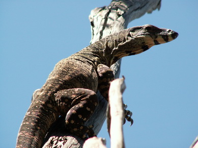 Australie - Goanna dans un arbre