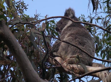 Australie - Koala