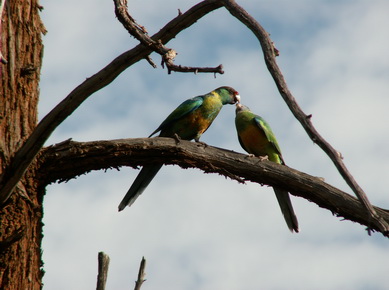 Australie - Perroquets