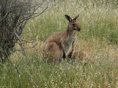 Australie - Kangourou
