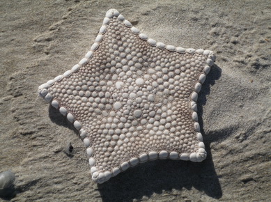 Australie - Etoile de mer