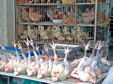 Tibet - Marché à Lhassa