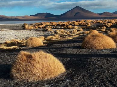 Bolivie - Sud Lipez - Laguna Colorada