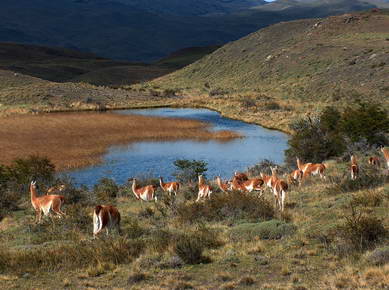 Chili - Parc de Torres del Paine