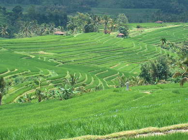 Indonésie - Bali