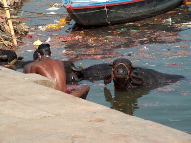 inde
