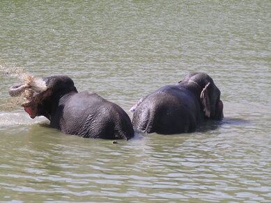 inde