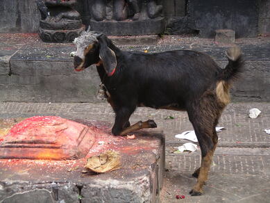 nepal