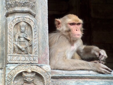 nepal