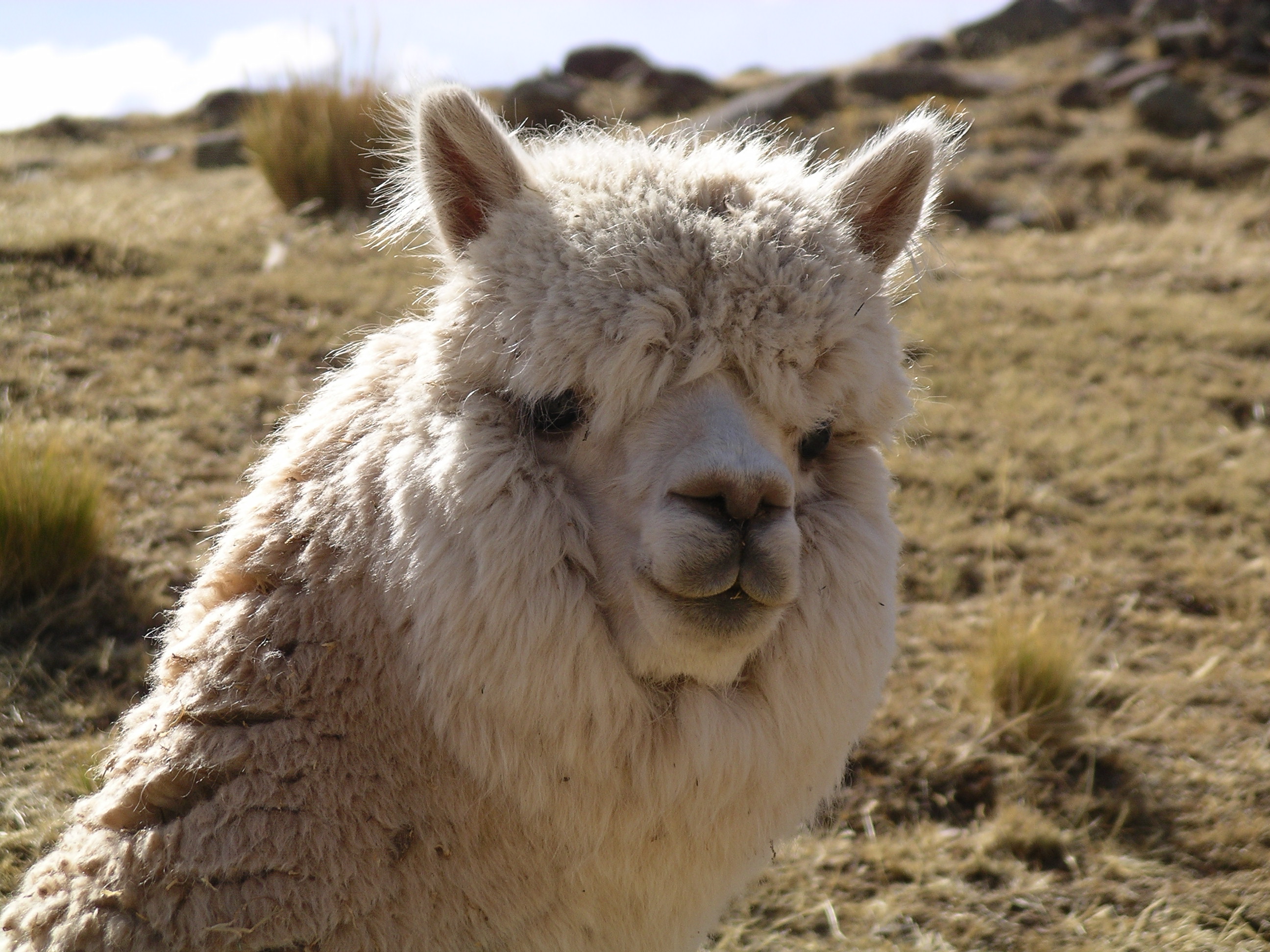 Pérou