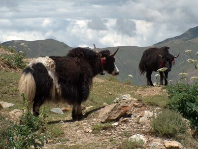 tibet
